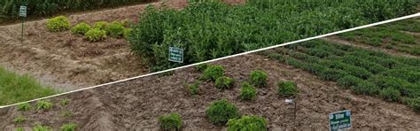 GR-MAPs | Online Genomics Resource for Medicinal and Aromatic Plants