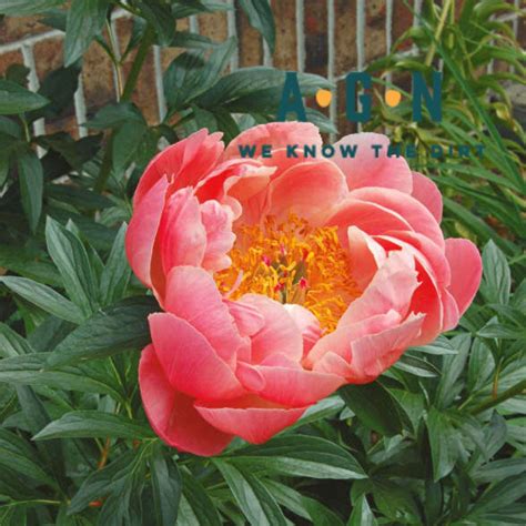 Coral Charm Peony