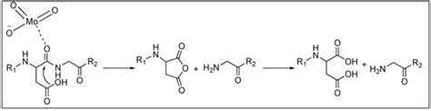 Amide Bond Activation of Biological Molecules