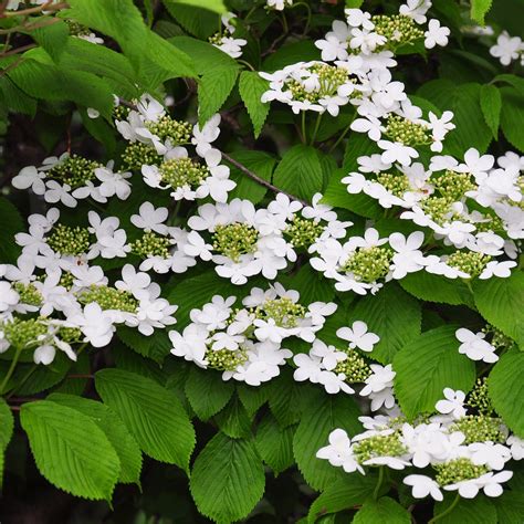 Japanese Snowball Bush - Green Thumbs Garden