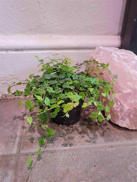 String Of Frogs – Chlorophyll
