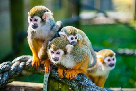 Squirrel Monkey • Fun Facts & Information For Kids