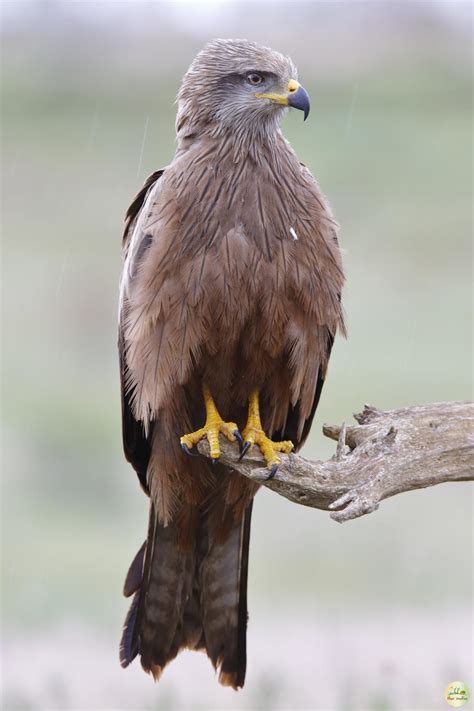 Pench National Park & Tiger Reserve - Safari Booking, Timings, Location