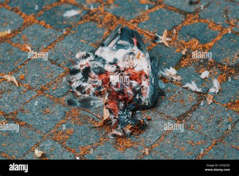 Image result for Toad Eating Raven