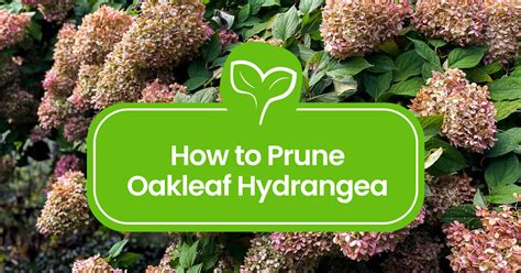 Pruning Oakleaf Hydrangea: Expert Tips for Stunning Blooms - Plantilio