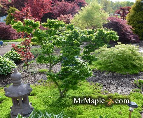 Buy Dwarf Japanese Maples — Mr Maple │ Buy Japanese Maple Trees