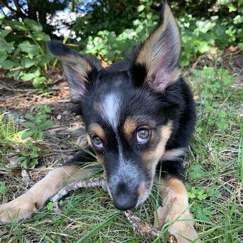 Dog Names in Spanish: Over 50 popular Spanish dog names!