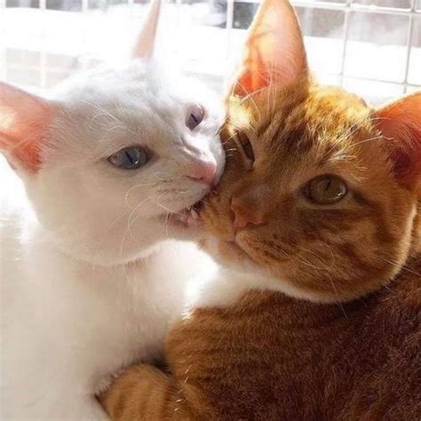 10 Pictures Of Extremely Lovey-Dovey Cats That Will Melt Your Heart ...
