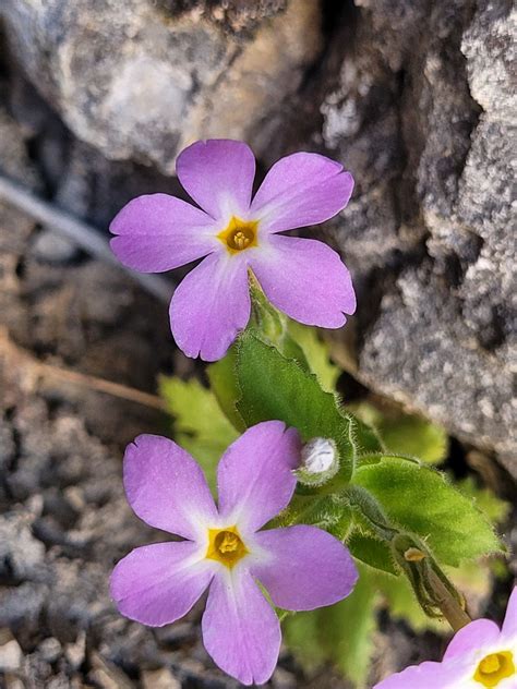 Dionysia splendens Alipour, Mehregan & Lidén | Plants of the World ...
