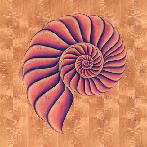 Shell Texture Vector 的图像结果