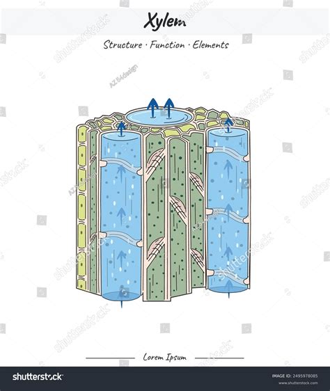 66 Xylem Function Images, Stock Photos, 3D objects, & Vectors | Shutterstock