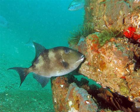 Image result for Catching Triggerfish