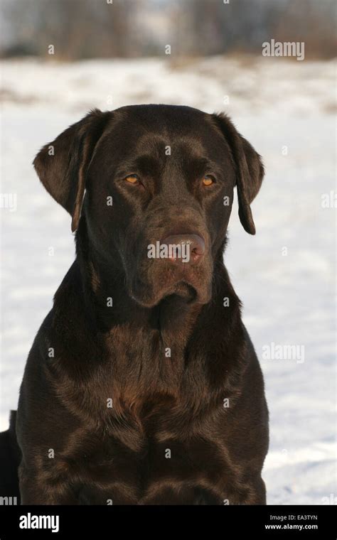 Image result for Adult Labrador