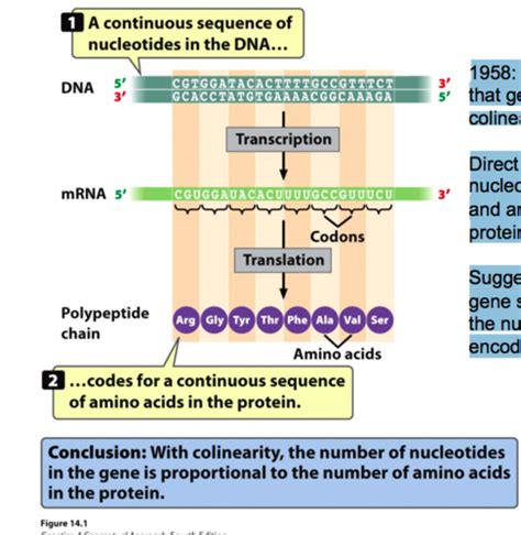 Codon 的图像结果