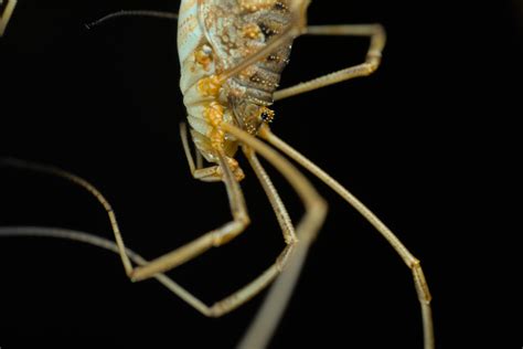 Mommy Long Legs Spider Death Reaction : r/animation