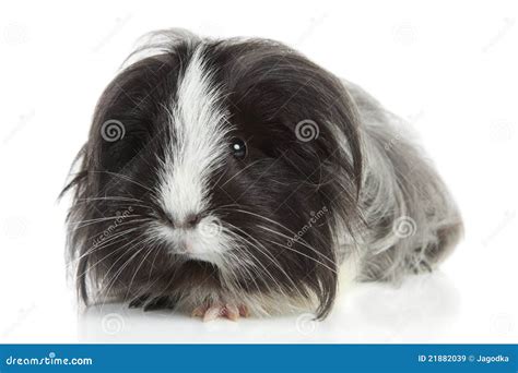 Guinea Pig On Studio White Background. Isolated White Pet Photo ...