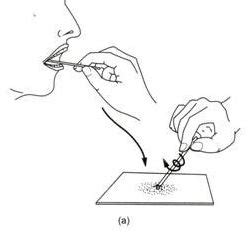 Cheek Cell Experiment Method 的图像结果