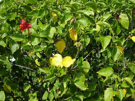 Coming Soon to a Landscape Near You….Yellowing Leaves on Hibiscus and ...