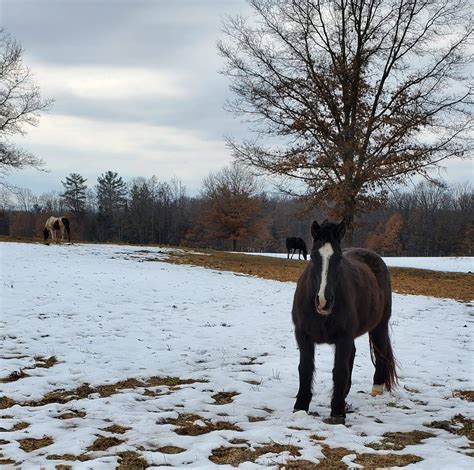 Sykora Auctions Inc. – Clare Michigan