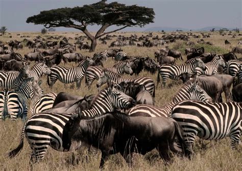 Interesting Facts about Zebras - The Kosher Safari
