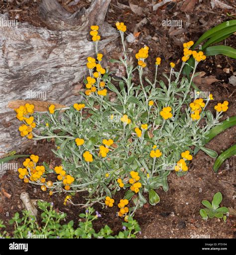 Australian wildflowers, Chrysocephalum apiculatum Desert Flame, drought ...