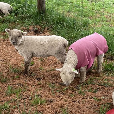 2023 Babydoll Lambs | Prairie Plum Farm