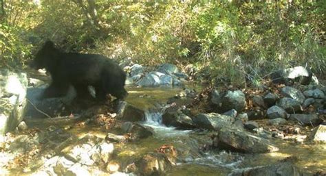 美国野外露营游客遭遇大灰熊 距离不到1米(图)_科学探索_科技时代_新浪网