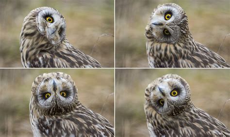 How Far Can Owls Rotate Their Heads