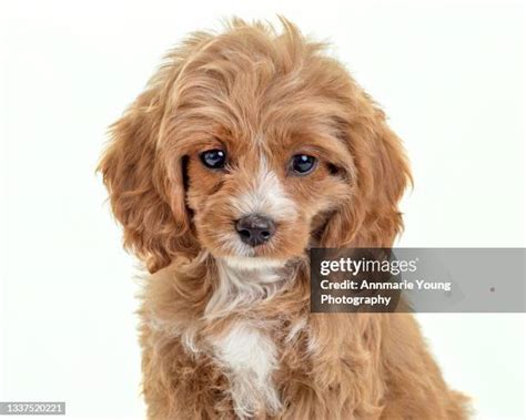 Image result for Show Cockapoo