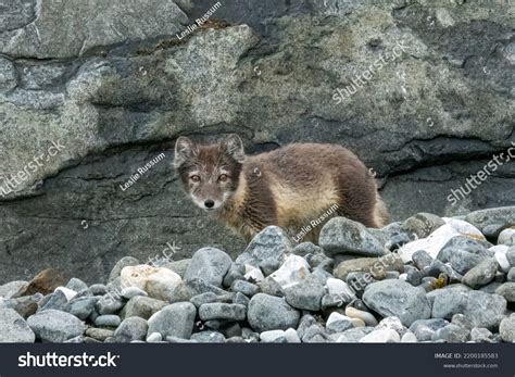 Arctic Fox Summer Coat Svalbard Stock Photo 2200185583 | Shutterstock