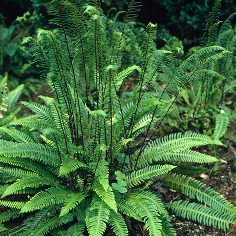 Hardy Fern Blechnum Spicant (Deer Fern) Pack x6 LARGE Plug Plants ...