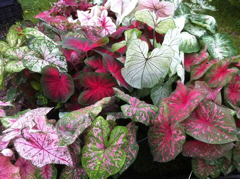Are Caladiums Perennials