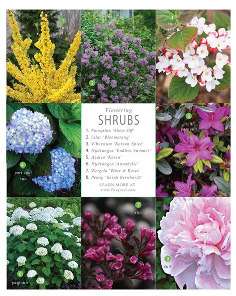 Spring Flowering Shrubs - Pasquesi Home and Gardens