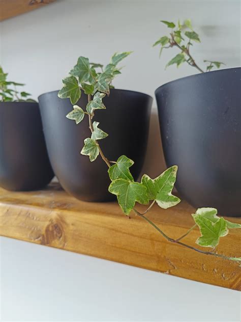 English Ivy | Indoor Plant – Koa Kandles