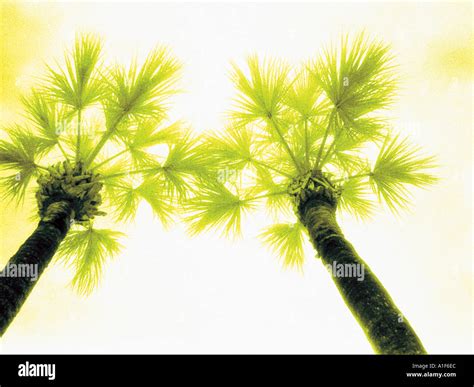 Image result for Two Crossed Trees