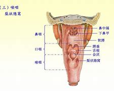 Image result for 咽