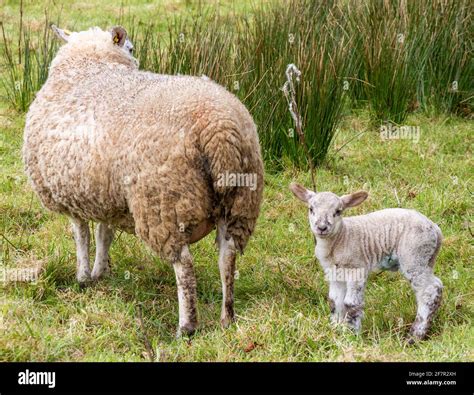 Suffolk Cross Ewe Ovis aries with day old lambs Stock Photo - Alamy