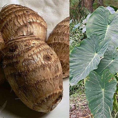 Kachu Root Live Plant | Taro Root Vegetable for Outdoor Garden ...