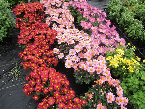 Mammoth Mums: Hardy Plants for Cold Climates