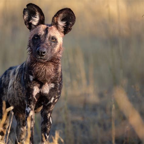 WildLens Adventures (2026) - All You Need to Know BEFORE You Go (with ...