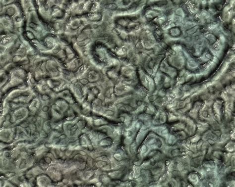 Alien Xenomorph Skin Texture 的图像结果