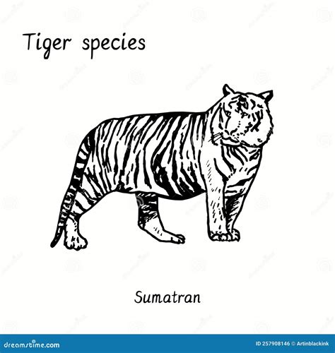 Tiger Species Collection, Standing Side View, Sumatran. Ink Black and ...