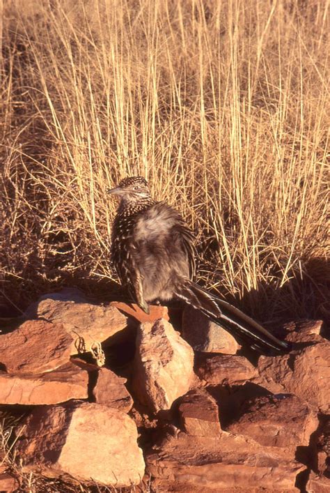 Lesser Road Runner Distribution Map 的图像结果