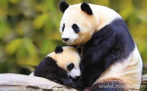 梦见熊猫是什么意思预兆 - 原版周公解梦大全
