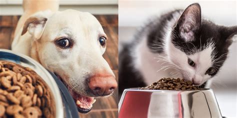 What exactly is your dog or cat eating?