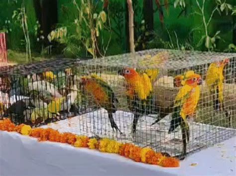 Birds eat boiled eggs, animals get winter diets in MP: White Tiger diet ...