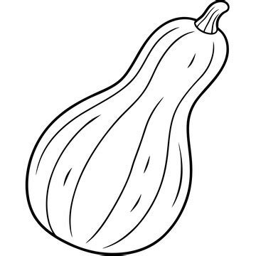 Butternut squash line art vector outline | Premium AI-generated vector