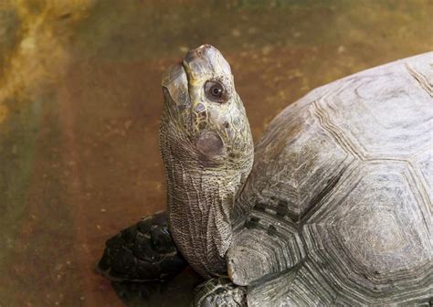 Image result for Turtle Animal Shell