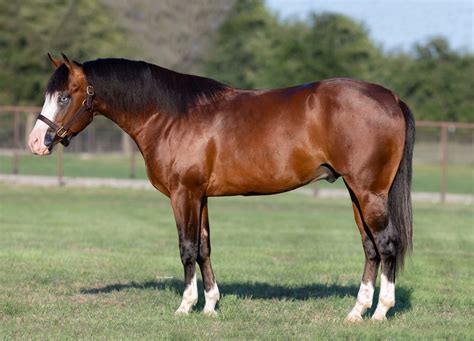 Reining Collection 的图像结果