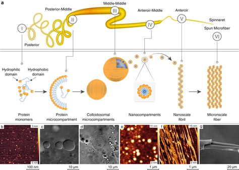 Image result for Silk Polymerization